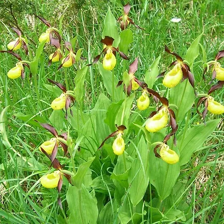 ホテル Alpensonne - Panoramazimmer & Restaurant アローザ