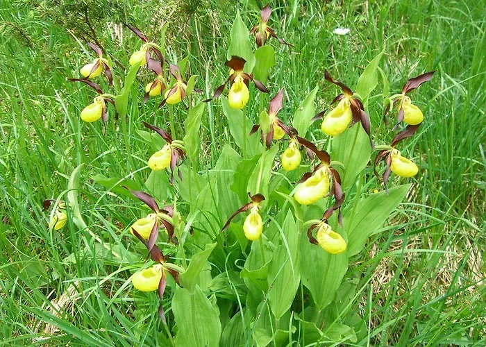 Hotel Alpensonne - Panoramazimmer & Restaurant Arosa